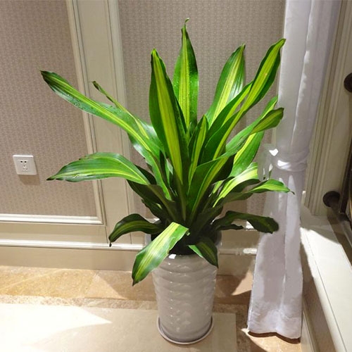 室內植物-美人鐵